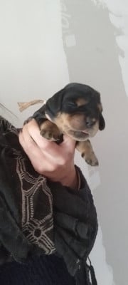 Les chiots de Cocker Spaniel Anglais