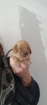 Les chiots de Cocker Spaniel Anglais