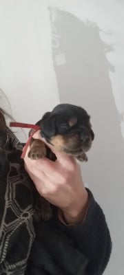 Les chiots de Cocker Spaniel Anglais