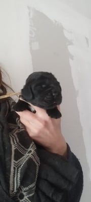 Les chiots de Cocker Spaniel Anglais