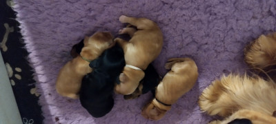 Les chiots de Cocker Spaniel Anglais