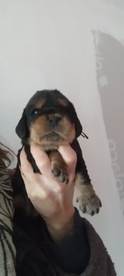 Les chiots de Cocker Spaniel Anglais