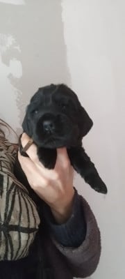 Les chiots de Cocker Spaniel Anglais