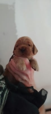 Les chiots de Cocker Spaniel Anglais