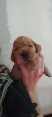 Les chiots de Cocker Spaniel Anglais