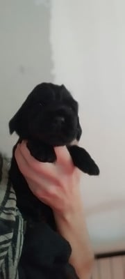 Les chiots de Cocker Spaniel Anglais