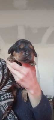 Les chiots de Cocker Spaniel Anglais