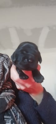 Les chiots de Cocker Spaniel Anglais