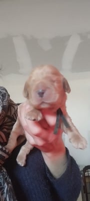 Les chiots de Cocker Spaniel Anglais