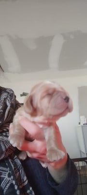 Les chiots de Cocker Spaniel Anglais