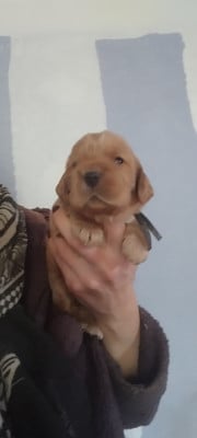 Les chiots de Cocker Spaniel Anglais