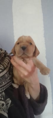 Les chiots de Cocker Spaniel Anglais