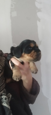 Les chiots de Cocker Spaniel Anglais