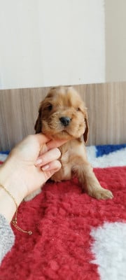 Les chiots de Cocker Spaniel Anglais