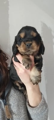 Les chiots de Cocker Spaniel Anglais