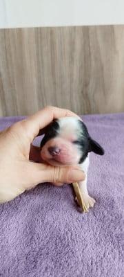 Les chiots de Cocker Spaniel Anglais