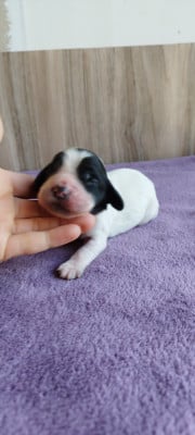 Les chiots de Cocker Spaniel Anglais