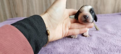 Les chiots de Cocker Spaniel Anglais