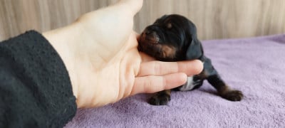 Les chiots de Cocker Spaniel Anglais