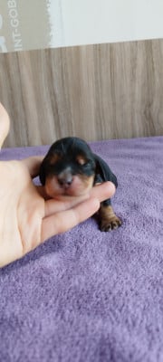 Les chiots de Cocker Spaniel Anglais