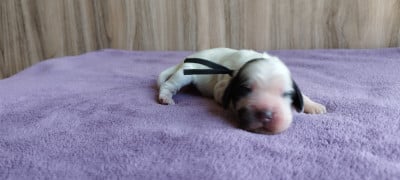 Les chiots de Cocker Spaniel Anglais