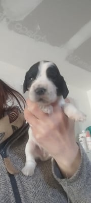 Les chiots de Cocker Spaniel Anglais