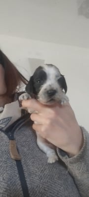 Les chiots de Cocker Spaniel Anglais