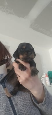 Les chiots de Cocker Spaniel Anglais