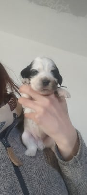 Les chiots de Cocker Spaniel Anglais