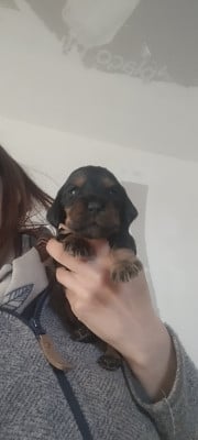 Les chiots de Cocker Spaniel Anglais