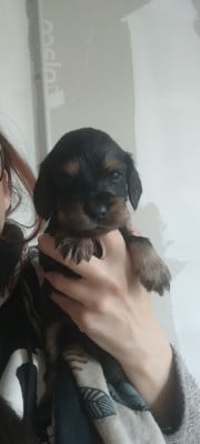 Les chiots de Cocker Spaniel Anglais