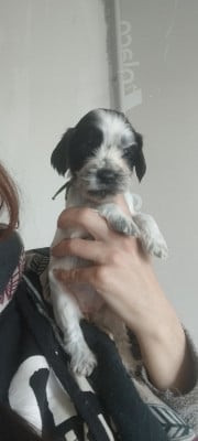 Les chiots de Cocker Spaniel Anglais