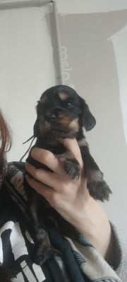 Les chiots de Cocker Spaniel Anglais