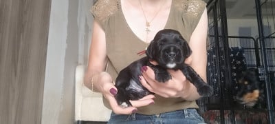 Les chiots de Cocker Spaniel Anglais