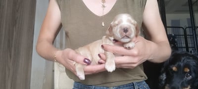 Les chiots de Cocker Spaniel Anglais