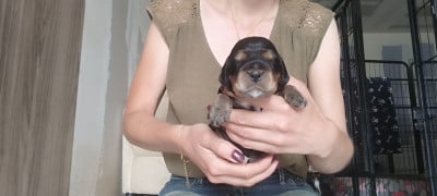 Les chiots de Cocker Spaniel Anglais