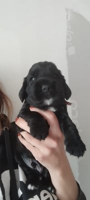 Les chiots de Cocker Spaniel Anglais