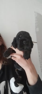 Les chiots de Cocker Spaniel Anglais