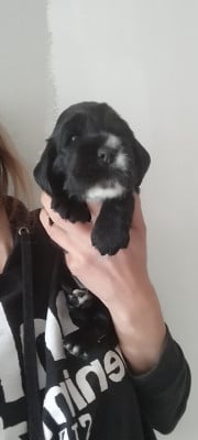 Les chiots de Cocker Spaniel Anglais
