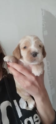 Les chiots de Cocker Spaniel Anglais