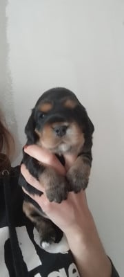 Les chiots de Cocker Spaniel Anglais