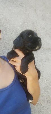 Les chiots de Cocker Spaniel Anglais
