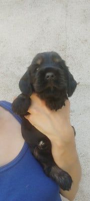 Les chiots de Cocker Spaniel Anglais