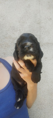 Les chiots de Cocker Spaniel Anglais
