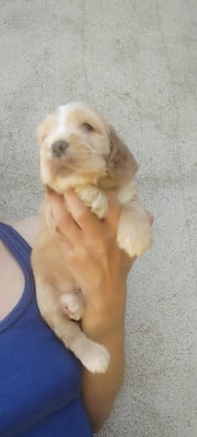 Les chiots de Cocker Spaniel Anglais