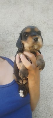 Les chiots de Cocker Spaniel Anglais