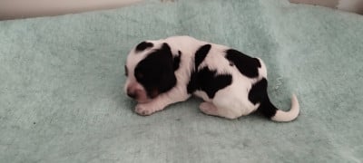 Les chiots de Cocker Spaniel Anglais