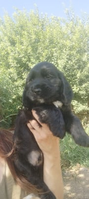 Les chiots de Cocker Spaniel Anglais