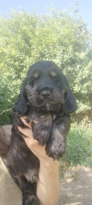 Les chiots de Cocker Spaniel Anglais