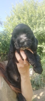 Les chiots de Cocker Spaniel Anglais